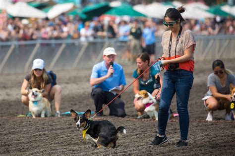 Photos: The first annual Corgi Races are here!!! | Seattle Refined