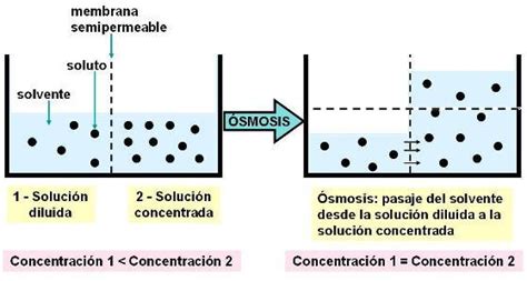 Proceso De Osmosis En La Celula Dinami