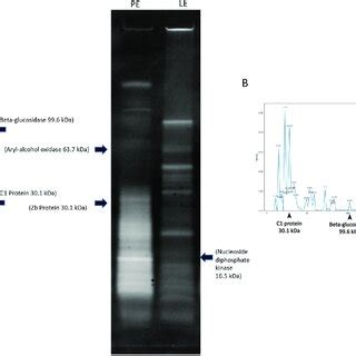 SDS-PAGE analysis of fungal extracts. A SDS-PAGE gel showing bands of ...