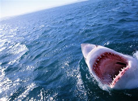 White Sharks Don't Face Extinction, Shouldn't Be Listed Under ...