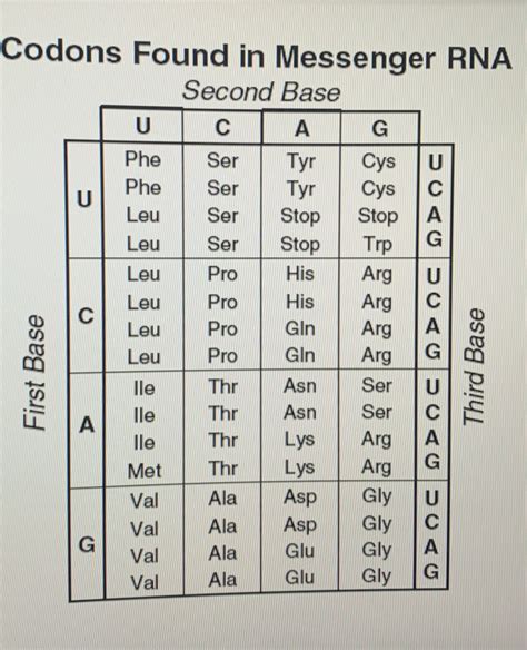 [Solved] Use the codon chart in the image to determine the amino acid ...