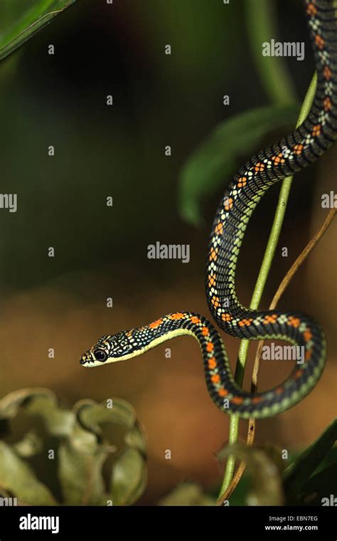 Paradise tree snake, Paradise flying Snake (Chrysopelea paradisi ...