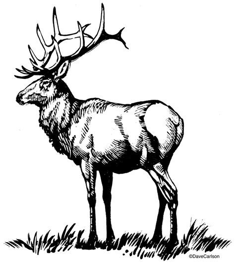 Bull Elk Illustration | Carlson Stock Art