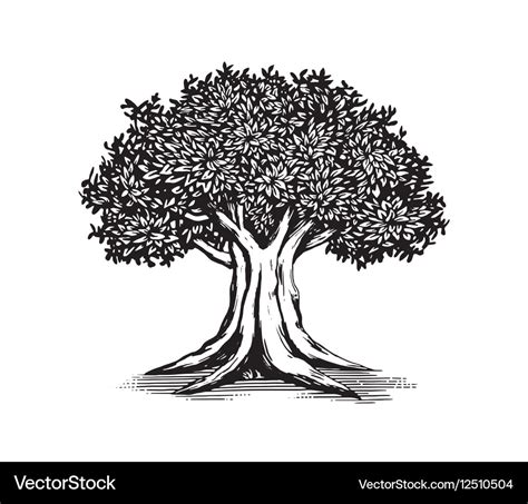 Oak tree logo design Royalty Free Vector Image