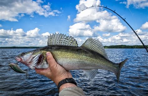 10 Best Fishing Lures for Walleye 2023 - Fishmasters.com