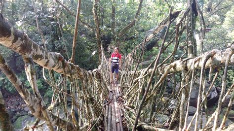 Double-Decker Root Bridge - The Subtle Art Of Nature