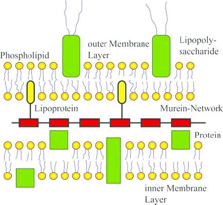 Schematic drawing of the Murein network of Klebsilla bacteria ...