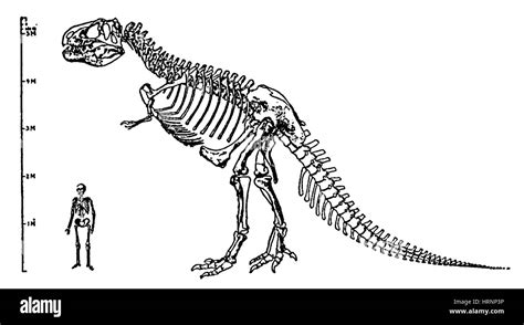 Tyrannosaurus rex skeleton drawing Cut Out Stock Images & Pictures - Alamy