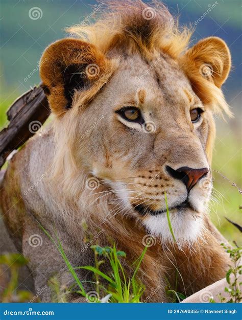 Lion face close up stock image. Image of close, gerenator - 297690355