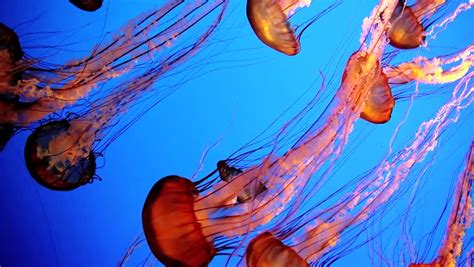 beautiful group jellyfish chrysaora fuscescens float Stock Footage ...