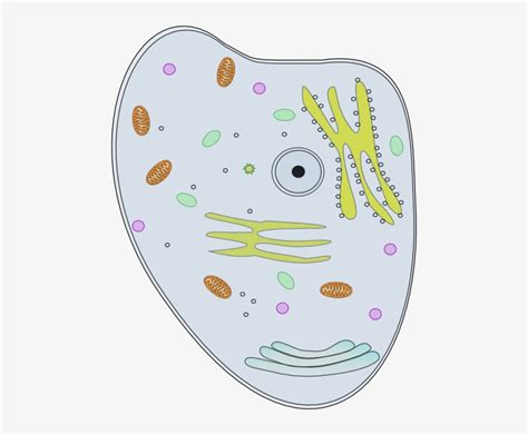 Happy Cell Clip Art - Animal Cell Clip Art Transparent PNG - 474x597 ...