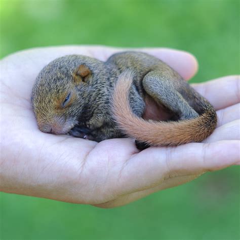 Do Baby Squirrels Drink Water? - Gardeninguru