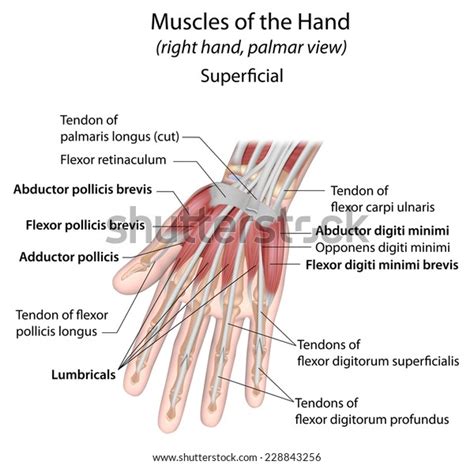 Hand Muscles Palmar Aspect Superficial Labeled Stock Illustration 228843256