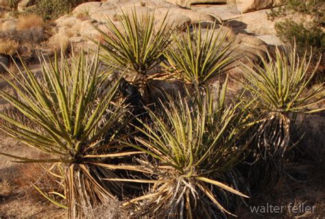 Desert Succulent Shrub Wildlife Habitats