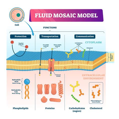 Phospholipid Cell Membrane Diagram