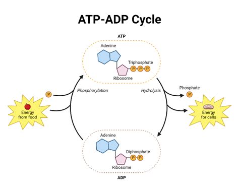 ATP-ADP Cycle | BioRender Science Templates