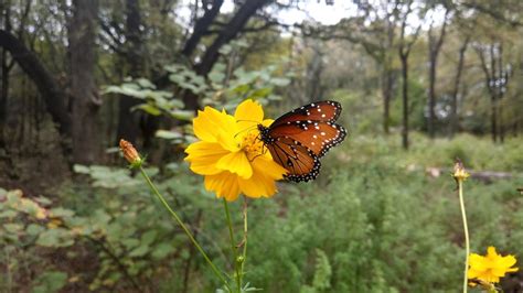 Botanical Gardens : Austin