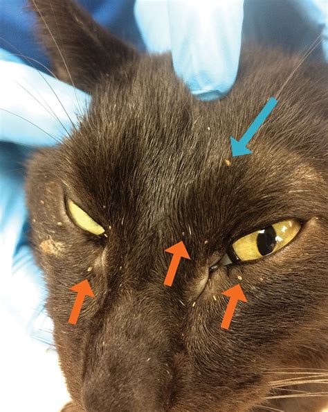 Cat Skin Infection Hair Loss - Infoupdate.org