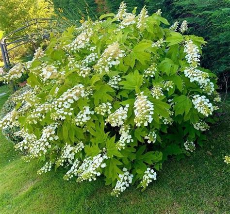 22 Stunning Oakleaf Hydrangea Varieties | Balcony Garden Web