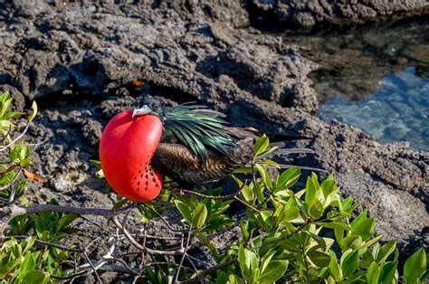 Galapagos Islands Animal List, Facts, and Pictures