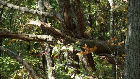 Chattahoochee River Trails Photograph by Rafael Salazar - Fine Art America