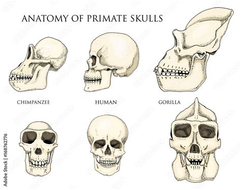 Human and chimpanzee, gorilla. biology and anatomy illustration ...