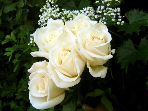 White Roses.