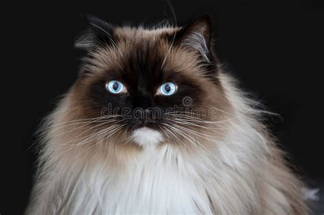 Ragdoll cat with blue eyes stock image. Image of feline - 284026063