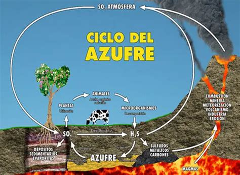 Ciclo del azufre