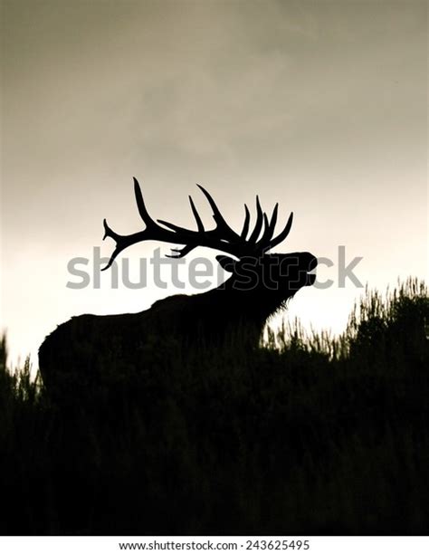 Silhouette Large Bull Elk Stag Bugling Stock Photo (Edit Now) 243625495