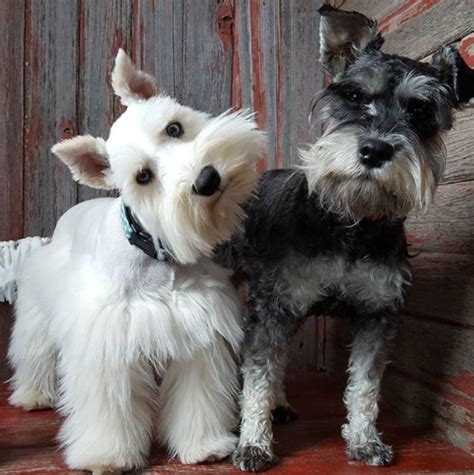 The Schnauzer Dog Breed: One Name, Three Different Breeds | The Pets ...