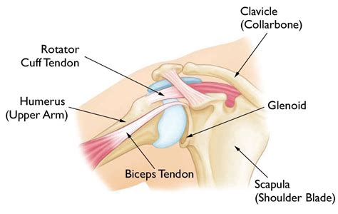 Shoulder instability - Adam Watson Orthopaedic Surgeon