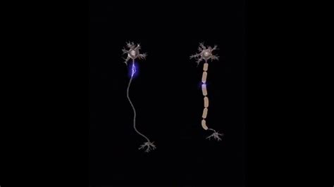 myelinated neuron and unmyelinated neuron - YouTube