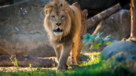 African Lion - The Houston Zoo