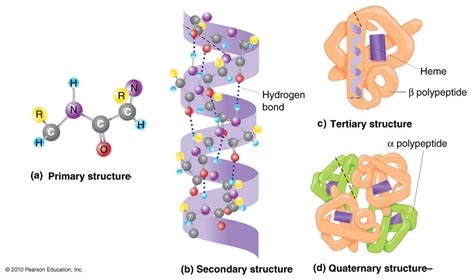 gigloqic: Levels Of Protein Structure