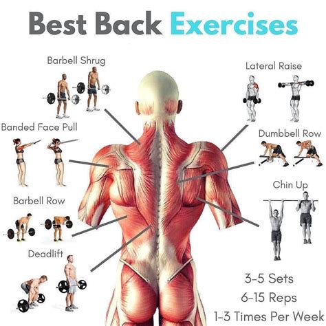 How to do Best Back Exercises : r/howto