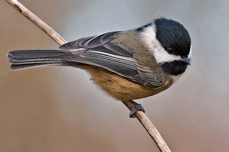 California NatureMapping - Black-capped Chickadee Fact