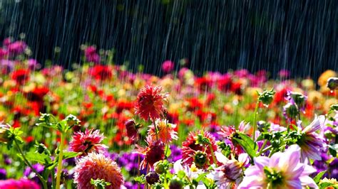 Beautiful Spring Rain Desktop Wallpapers - Top Free Beautiful Spring ...