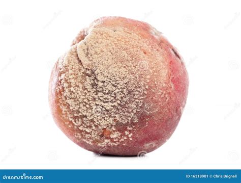 Rotten Peach Royalty-Free Stock Photography | CartoonDealer.com #16318901