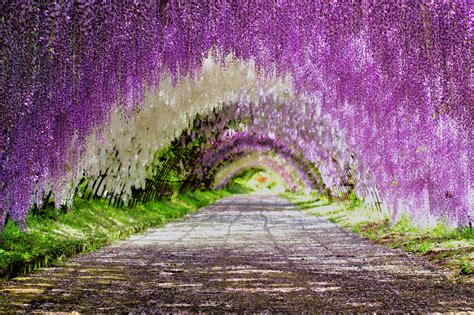 Japan's Top 10 Wisteria-Viewing Spots