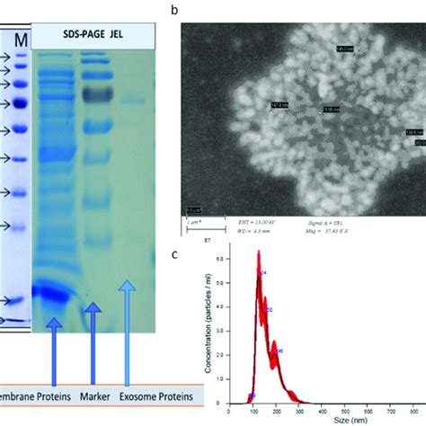 (a) SDS-PAGE gel results recorded for surface proteins of the ...