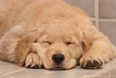 Golden Retriever Puppies Sleeping | [#] Lunawsome