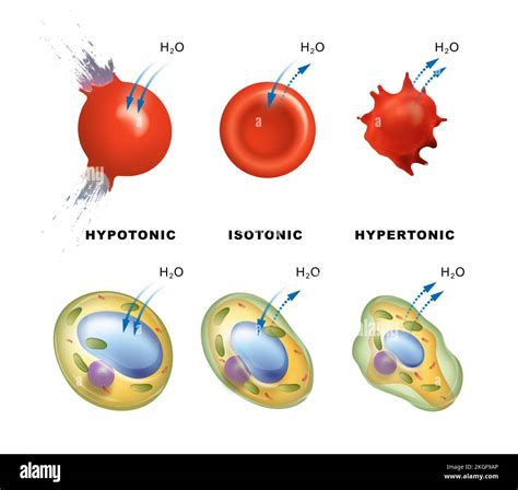 Hypertonic Hypotonic Isotonic