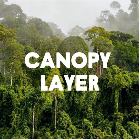 What Type of Rainforest Tree Species Are You? | Rainforest Alliance