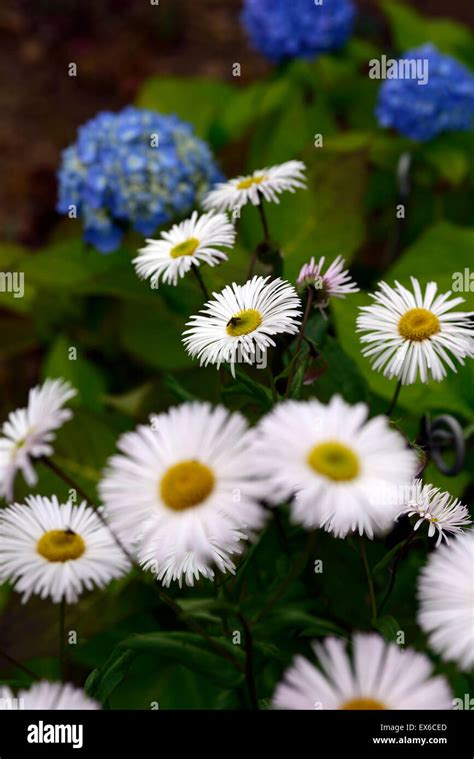 hydrangea macrophylla bailmer blue flowers inflorescence erigeron snow ...