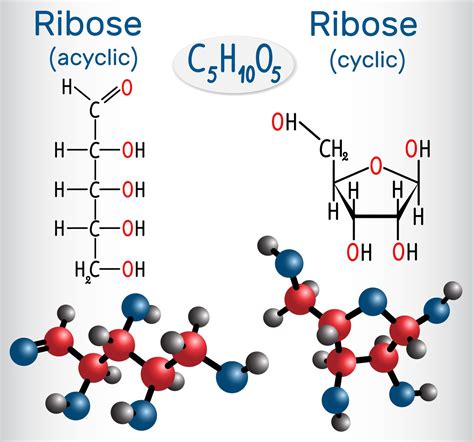 Structure Of Monosaccharides