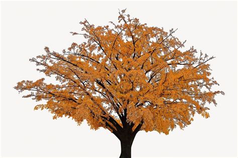 Autumn tree collage element, isolated | Free Photo - rawpixel