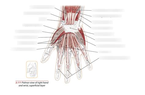 Hand muscles (Palmar) Diagram | Quizlet