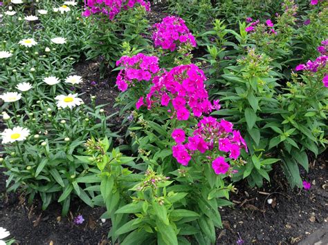 Purple Phlox Flowers