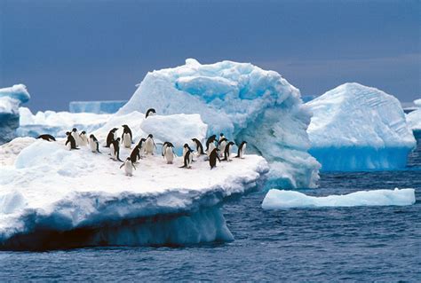 Adelie Penguin - Facts, Habitat, Diet and Pictures